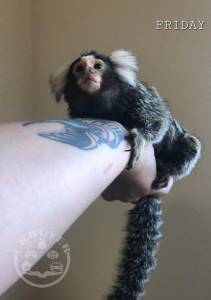 Female Marmoset Monkey for sale