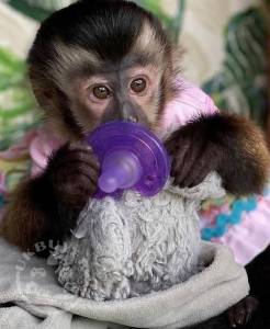 Smart outstanding baby capuchin monkeys for sale