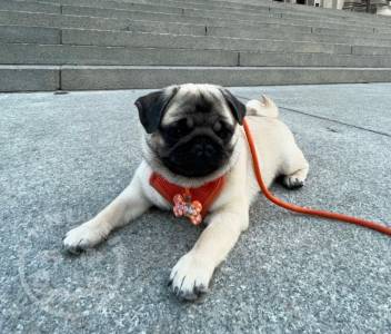 KC Registered Black and Fawn Pug Puppies For Sale.