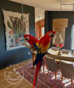 Fullly Tested Scarlet Macaw parrots for sale